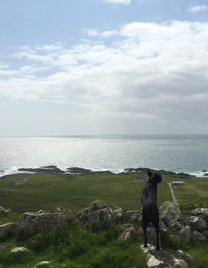 Lenny the dog