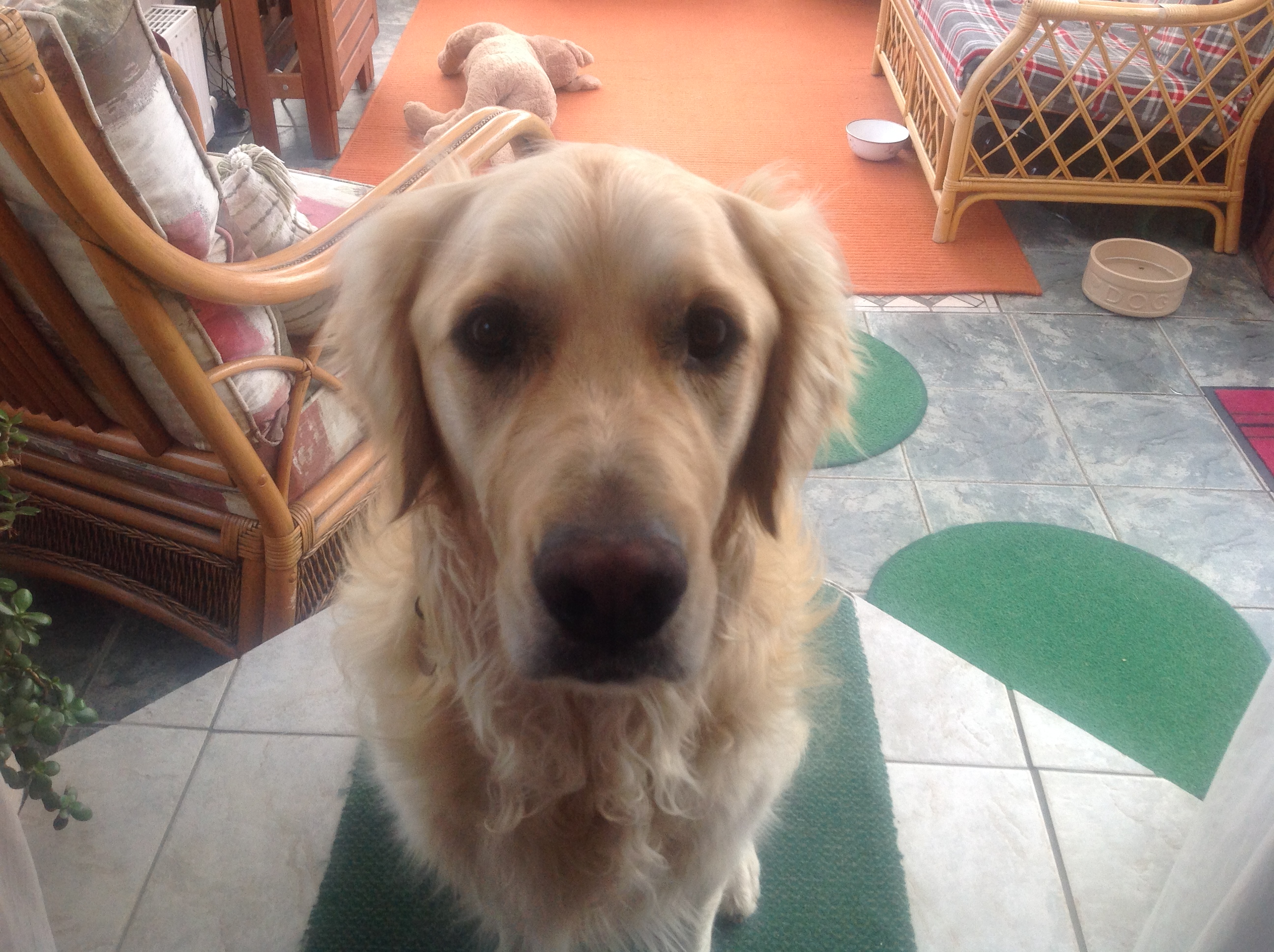 Harvey